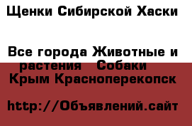 Щенки Сибирской Хаски - Все города Животные и растения » Собаки   . Крым,Красноперекопск